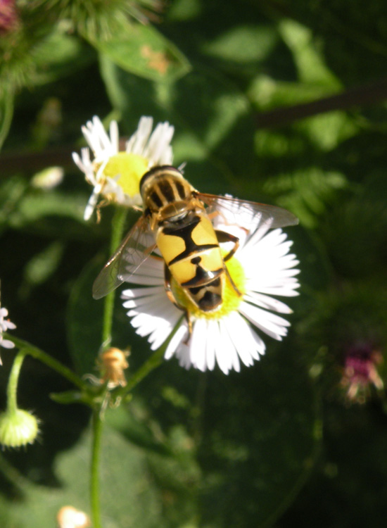 Helophilus trivittatus M (Syrphidae)